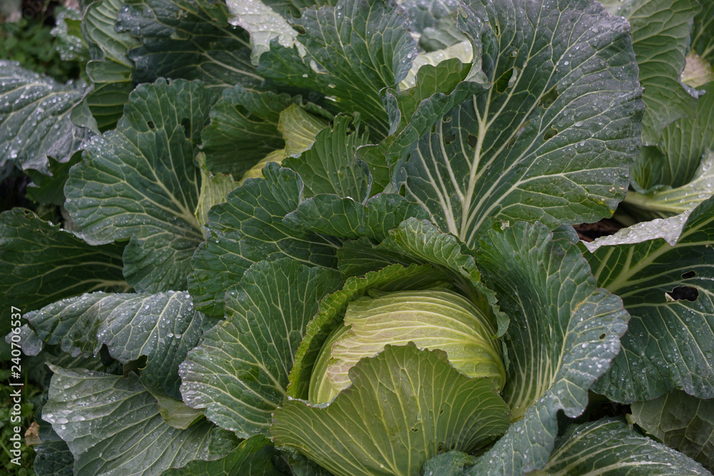 Cabbage field on rainy day 雨の日のキャベツ畑 Cabbage field on rainy day 雨の日のキャベツ畑