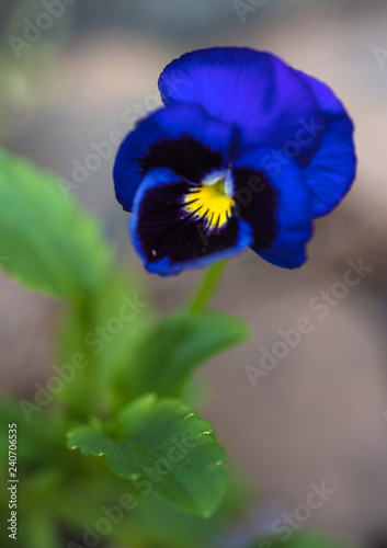 Contrast flower Viola.