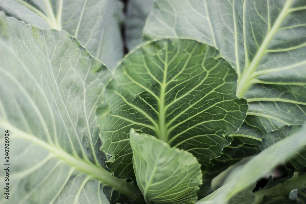 head of cabbage head of cabbage