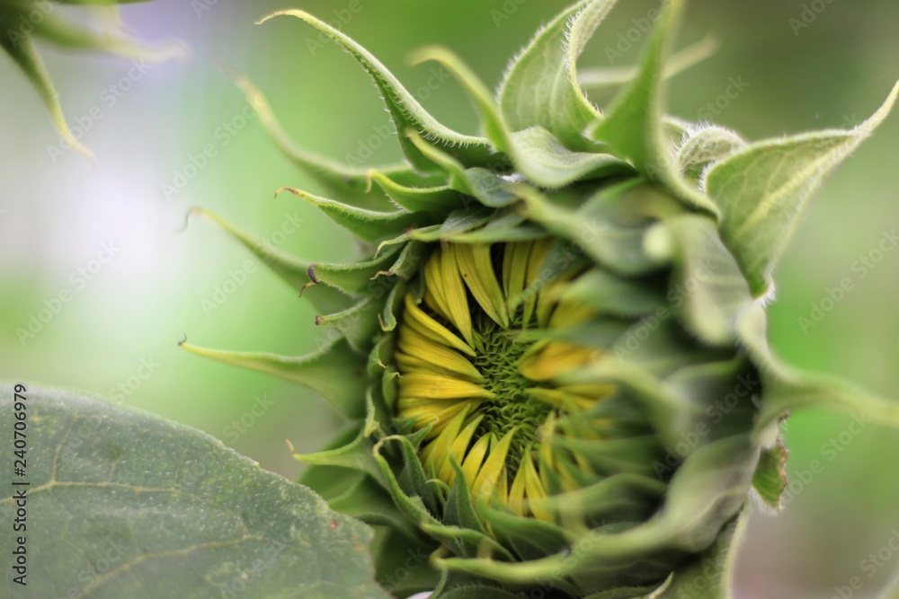 Helianthus annuus, the common sunflower Helianthus annuus, the common sunflower