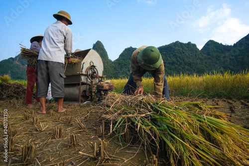 Fotografie Cao Bang, Vietnam 10-2018: Harvest season