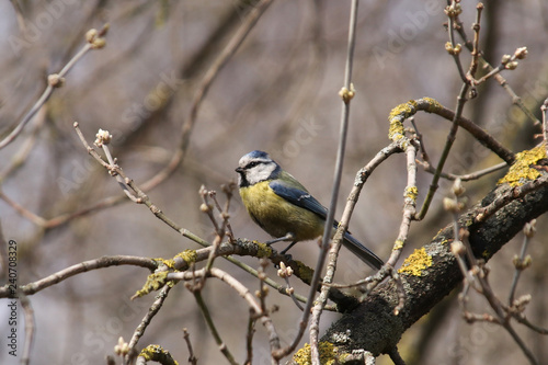 Blue tit tit sits on a tree branch without leaves in winter in sunny weather on bokeh background © Natalya