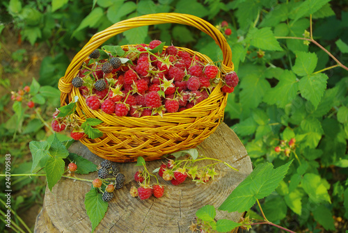 Wild raspberries in a basket. Natural background