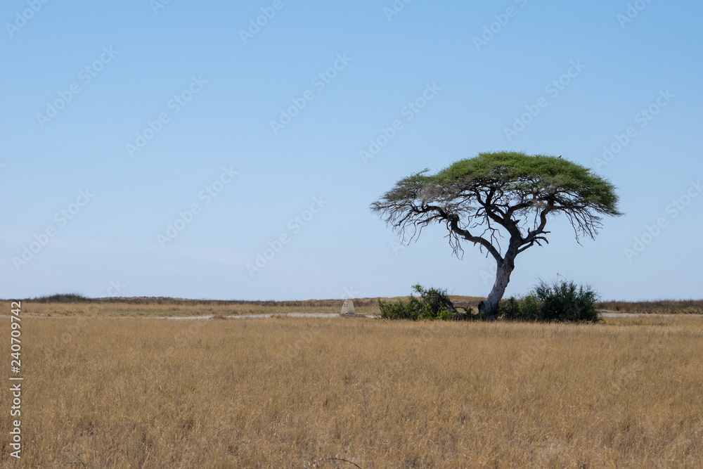 Obraz premium 2018-10 Namibia