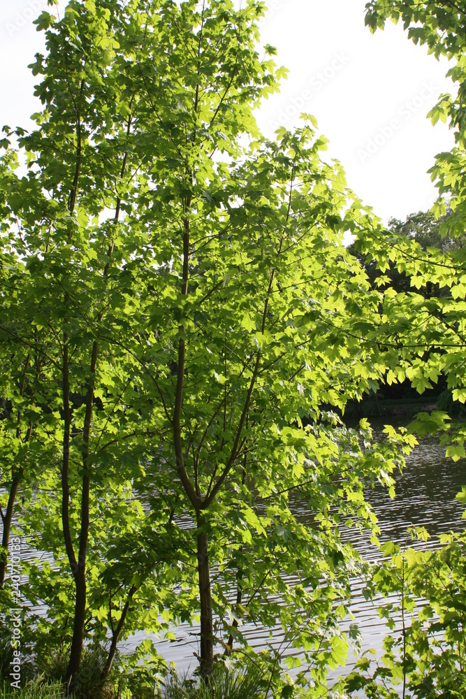 Wald am See Wald am See
