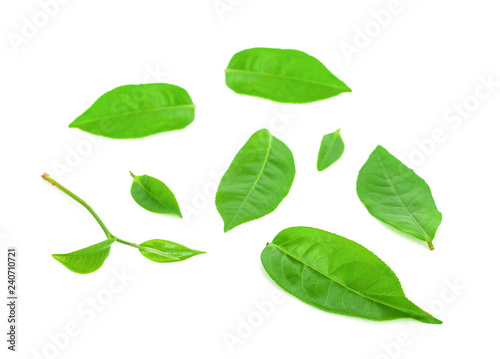 Green tea leaf isolated on white background © sucharat