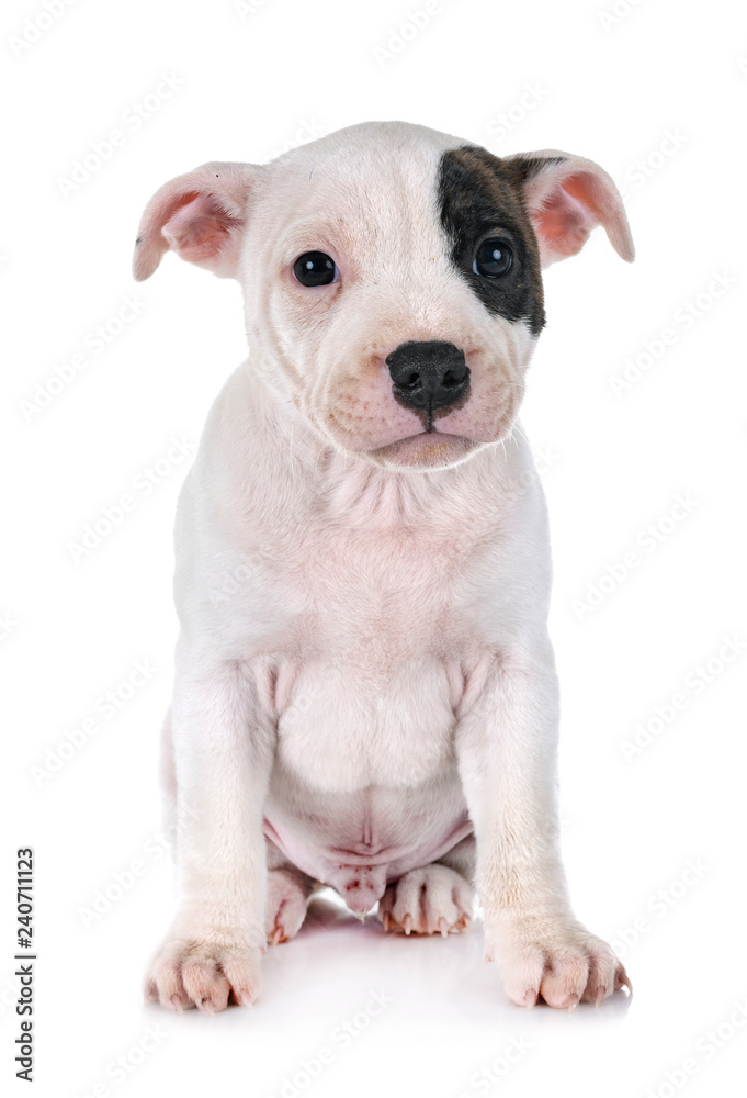 puppy staffordshire bull terrier