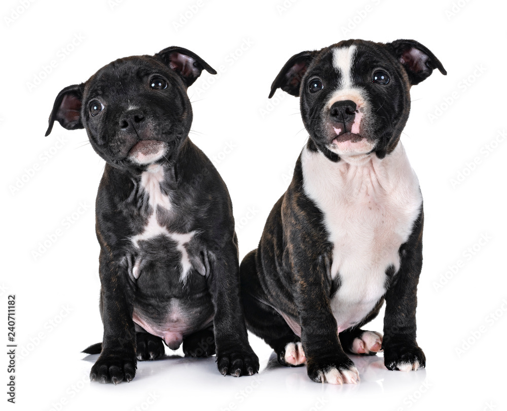 puppies staffordshire bull terrier
