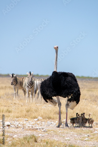 2018-10 Namibia