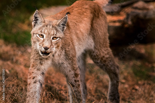 Luchs 