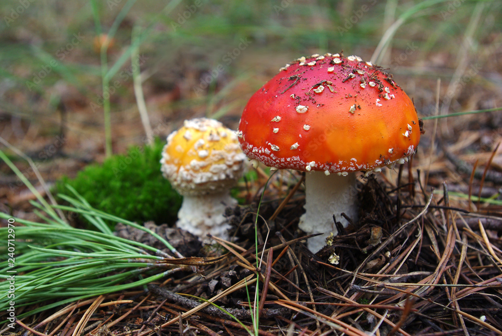 Amanita mushroom in the forest Amanita mushroom in the forest