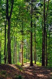 Beautiful green forest landscape. Trees in the forest lit by the sun in a summer scenery.