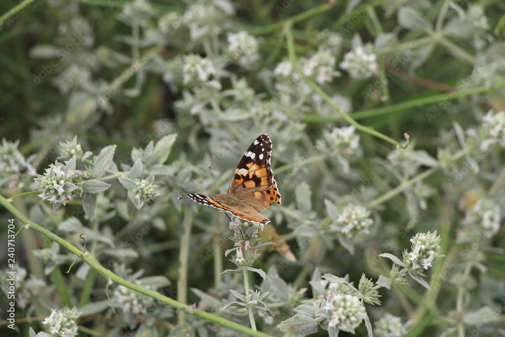 Beautiful butterfly on flowers. Vanessa cardui is a well-known colorful butterfly, known as the painted lady, or in North America as the cosmopolitan. Beautiful butterfly on flowers. Vanessa cardui is a well-known colorful butterfly, known as the painted lady, or in North America as the cosmopolitan.