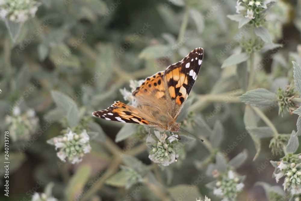 Beautiful butterfly on flowers. Vanessa cardui is a well-known colorful butterfly, known as the painted lady, or in North America as the cosmopolitan.