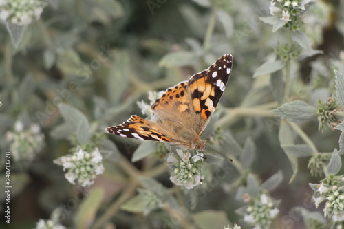 Beautiful butterfly on flowers. Vanessa cardui is a well-known colorful butterfly  known as the painted lady  or in North America as the cosmopolitan.