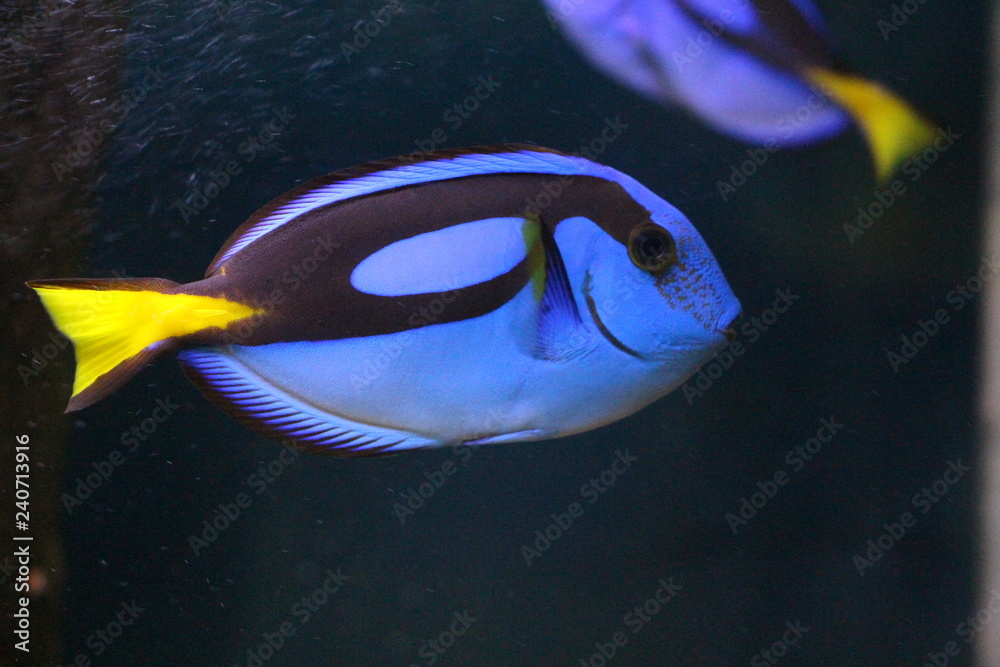 View on Blue regal tang (Paracanthurus hepatus). It can be found ...