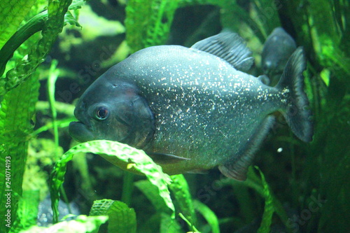 View on red-bellied piranha, also known as the red piranha (Pygocentrus nattereri). They are omnivorous foragers and feed on insects, worms, crustaceans and fish.