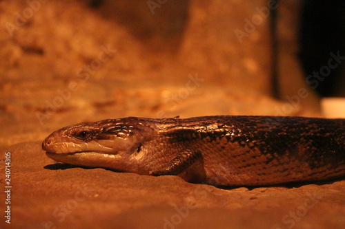 View in night light on Australian blue-tongued skink (Tiliqua scincoides). They are commonly called blue-tongued lizards or simply blue-tongues or blueys in Australia. photo