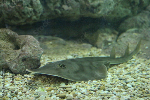 View on Guitarfish. Guitarfish have a body form intermediate between those of sharks and rays. The tail has a typical shark-like form, but in many species, the head has a triangular, or guitar shape. photo