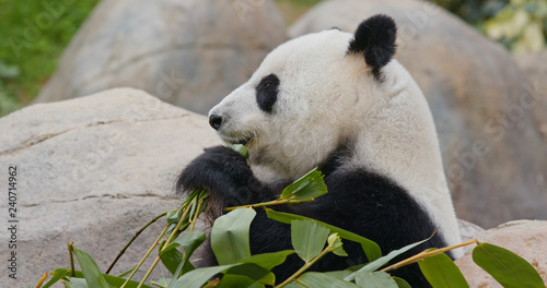Fototapeta Naklejka Na Ścianę i Meble -  Panda eat bamboo