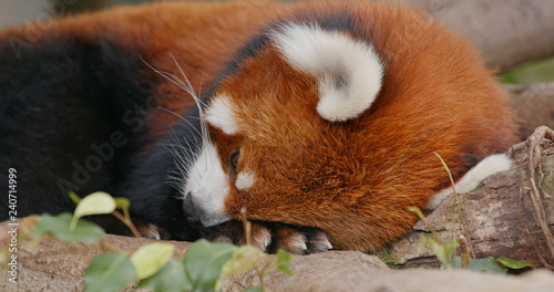 Photography Red panda sleep