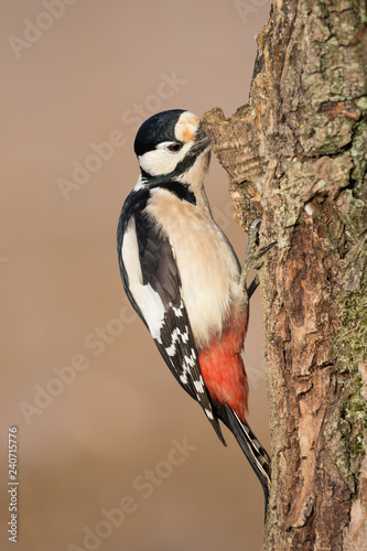 Picchio rosso maggiore femmina si alimenta su un tronco di albero (Dendrocopos major)