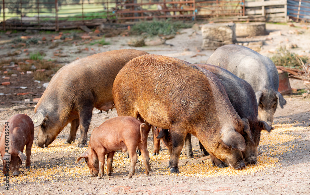 Iberian pigs grazing in a farm Iberian pigs grazing in a farm