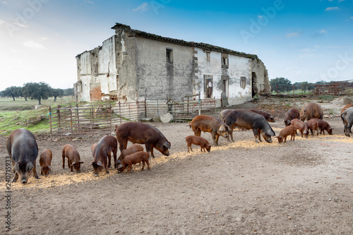 Iberian pigs grazing in a farm