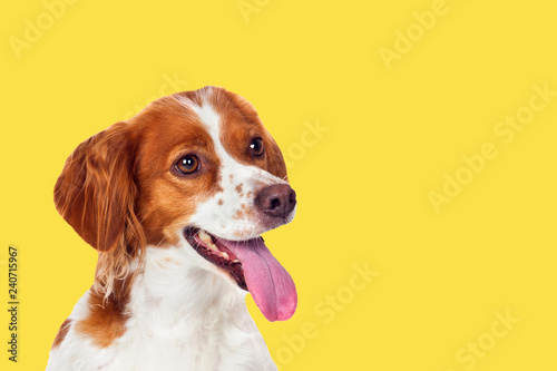 Beautiful terrier dog on a yellow background