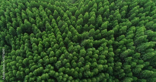 Aerial top view of waving summer green trees in forest