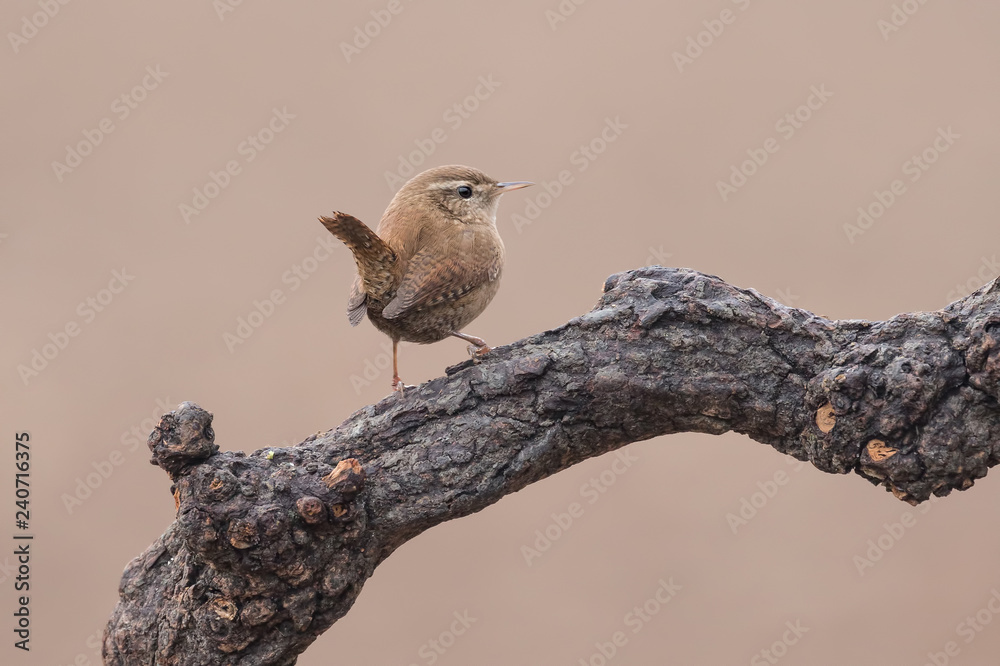 Ritratto di scricciolo comune (Troglodytes troglodytes)
