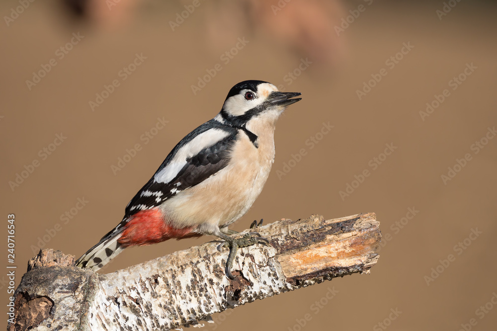 Picchio rosso maggiore femmina (Dendrocopos major) si alimenta su un albero di betulla Picchio rosso maggiore femmina (Dendrocopos major) si alimenta su un albero di betulla