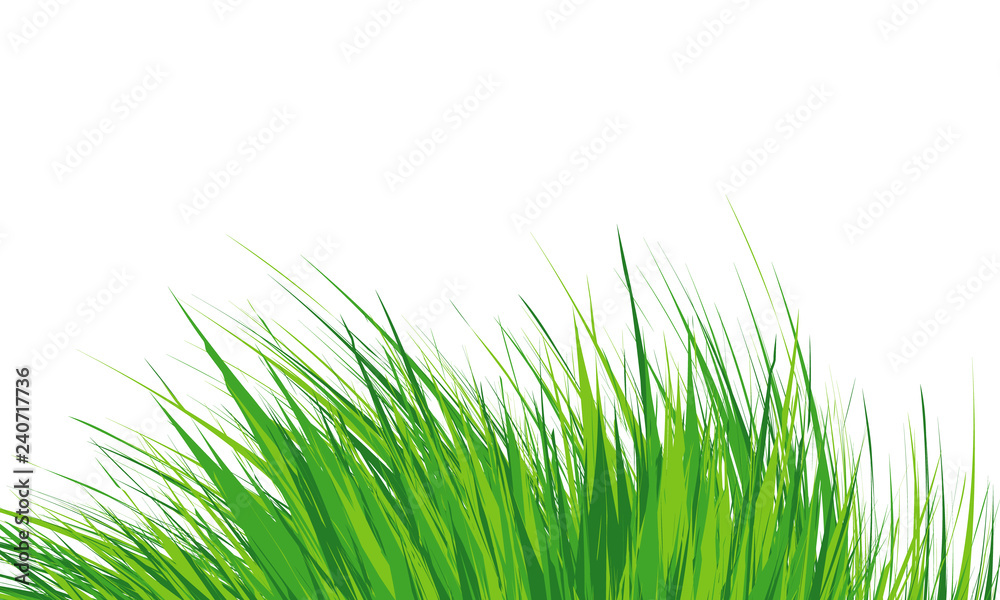 Obraz premium Grass Border , Simple meadow grass, wild lawn. Vector Illustration