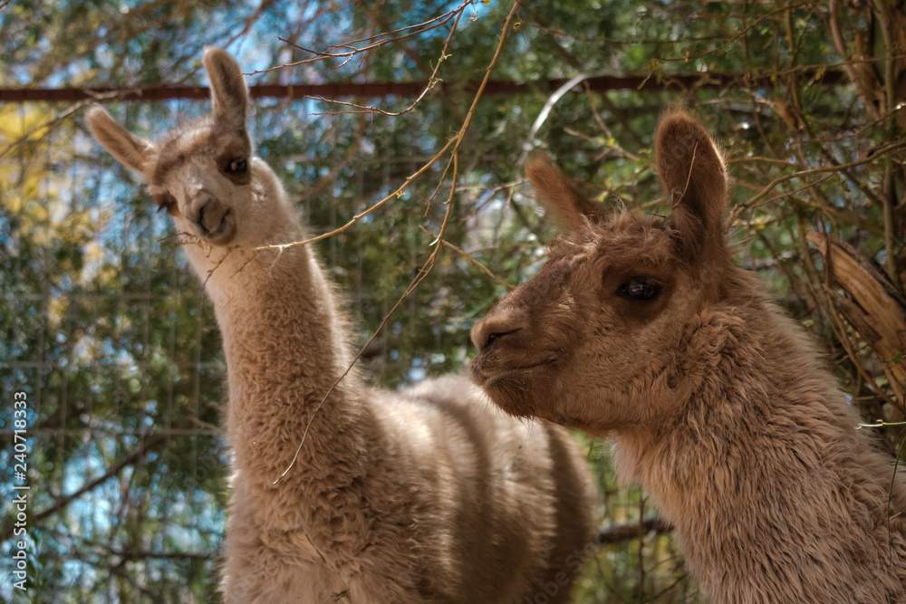 Two woolly llamas in woodland