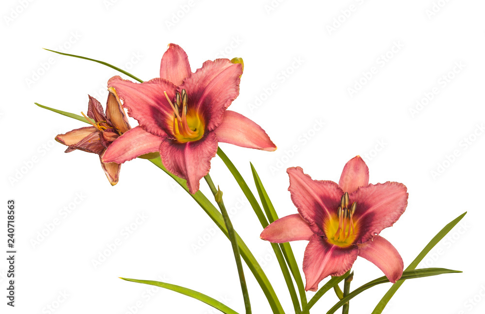 Lilac  hemerocallis  (daylily)  