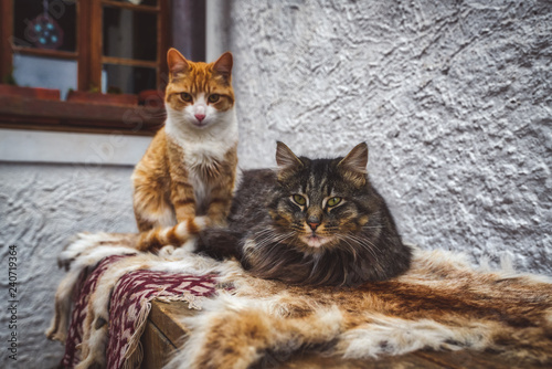 Two pet tabby cats sitting on drying skins