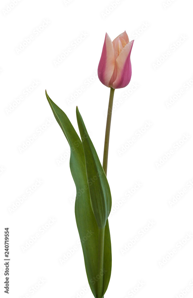 Fototapeta premium pink tulip on a white background