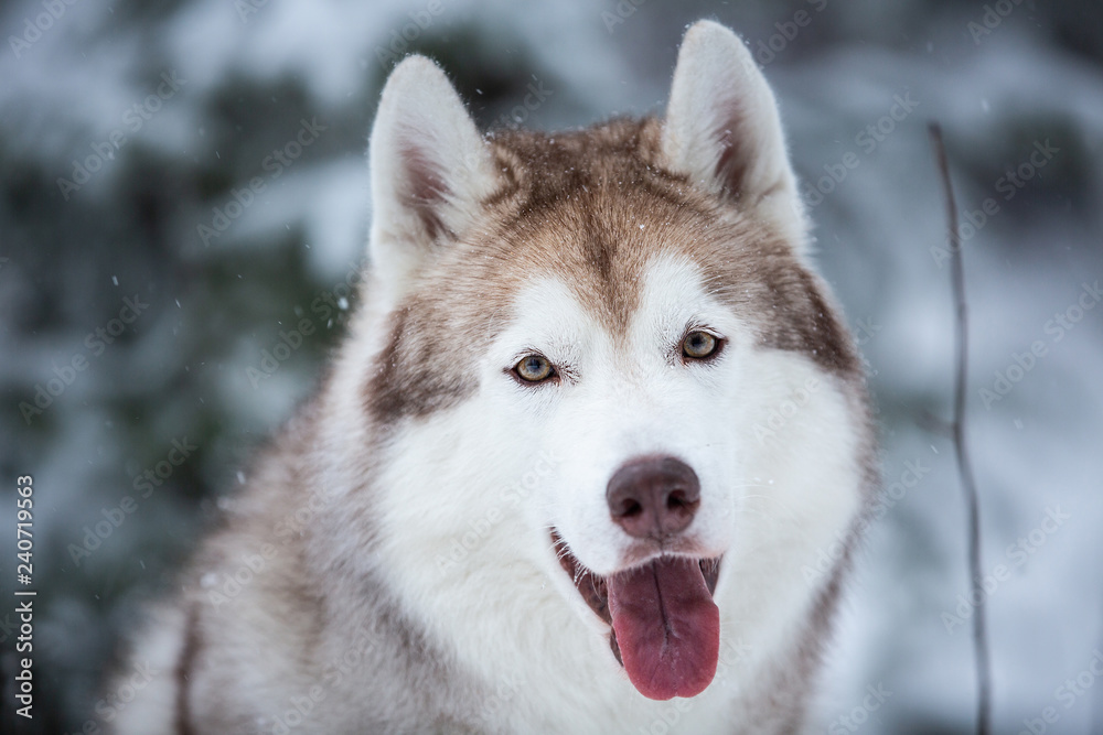 Close-up portrait of happy and free beige dog breed siberian husky sitting on the snow in the fairy winter forest Close-up portrait of happy and free beige dog breed siberian husky sitting on the snow in the fairy winter forest