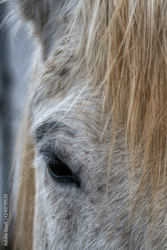 Cropped close up view of the eye a grey horse