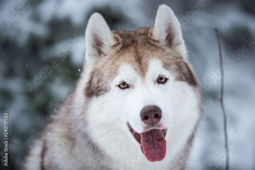 Close-up portrait of happy and free beige dog breed siberian husky sitting on the snow in the fairy winter forest