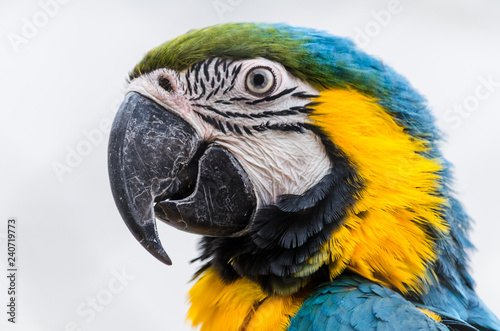 Parrot macaw isolated on white background. Portrait of Macaw parrot