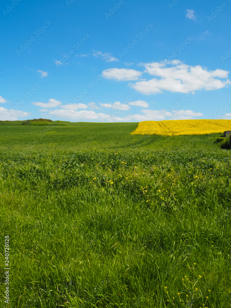 Vibrant green grassland,  bright yellow rapeseed field and blue sky with clouds in North France
