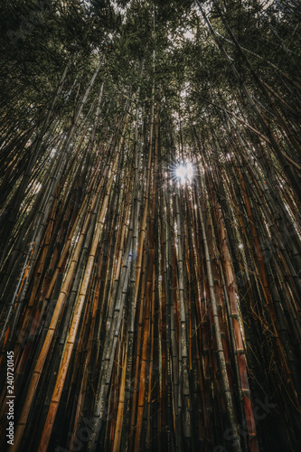 Sun breaks through dense bamboo forest