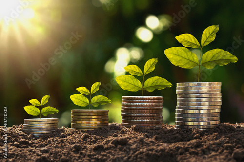 concept finance and accounting growing. young plant on coins with sunrise photo