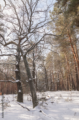 Snow-covered oaks of forest in winter