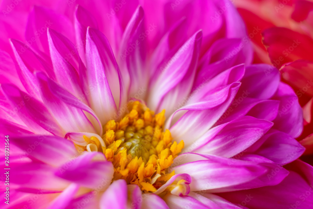 ピンク色のダリアの花びら