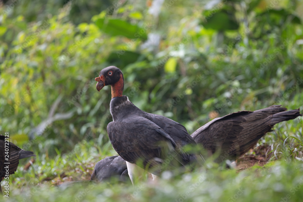 King vulture, Sarcoramphus papa, large bird found in Central and South America. Flying bird, forest in the background. Wildlife scene from tropic nature. Red head bird. Condor with open wing, Panama King vulture, Sarcoramphus papa, large bird found in Central and South America. Flying bird, forest in the background. Wildlife scene from tropic nature. Red head bird. Condor with open wing, Panama