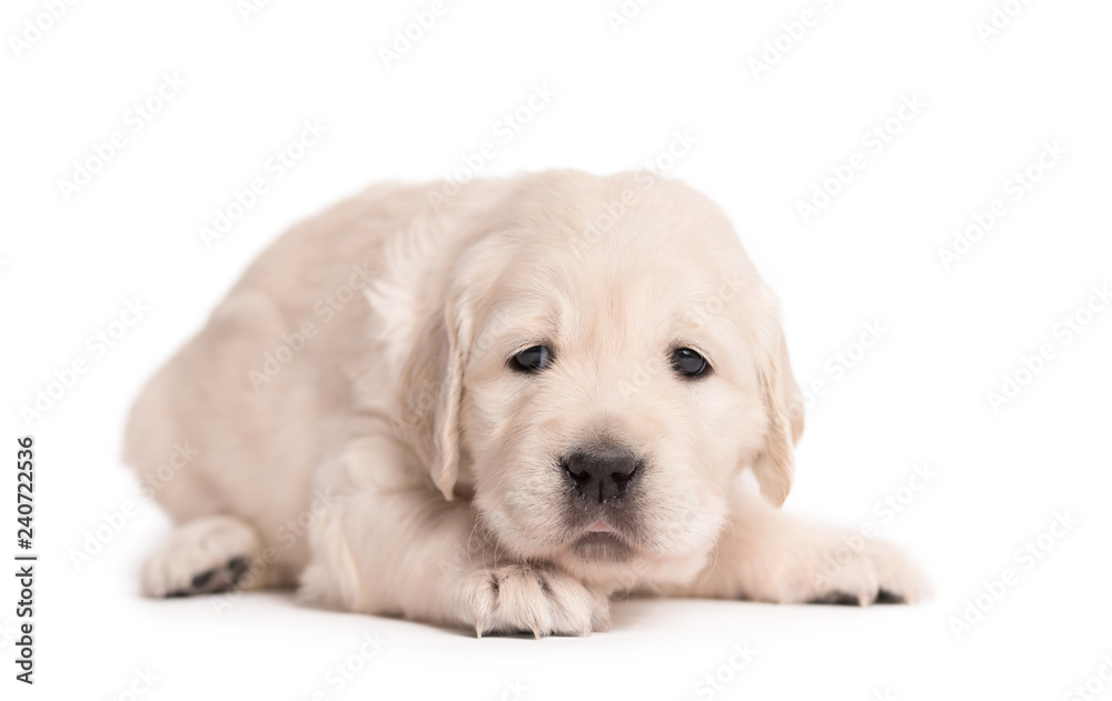 Golden Retriever dog on a white background Golden Retriever dog on a white background