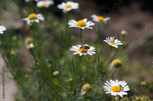 bee on chamomile, on chamomile field.