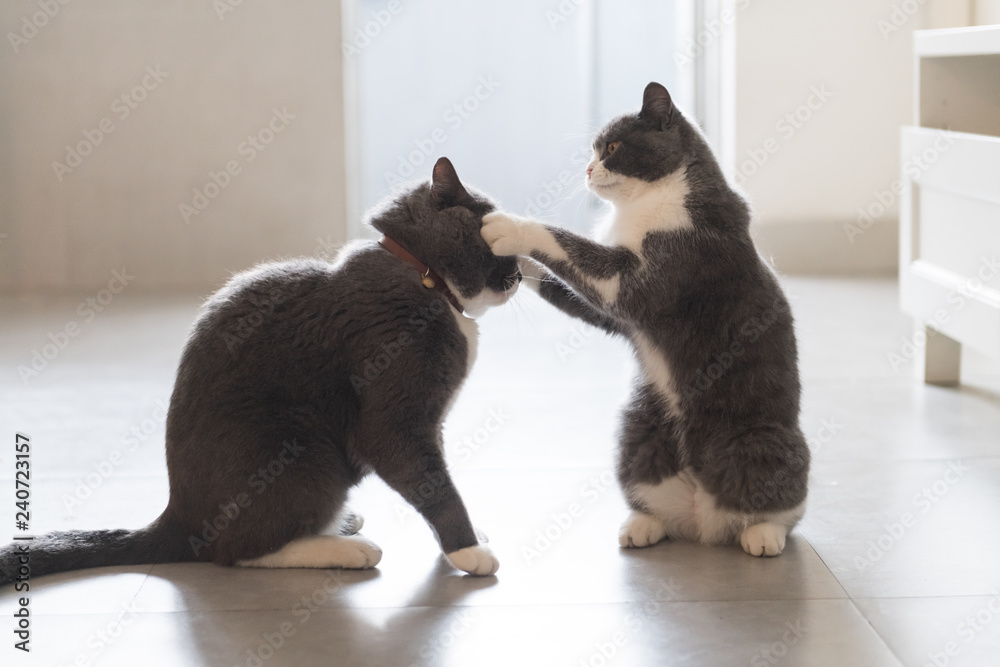 Two British short-haired cats playing